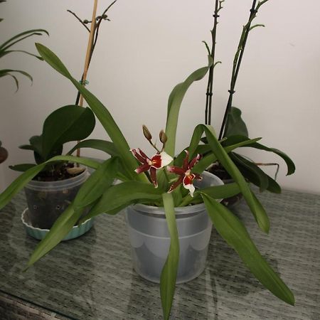 Апартаменти House Of Orchids With Patio Віла-Реал-де-Санту-Антоніу Екстер'єр фото