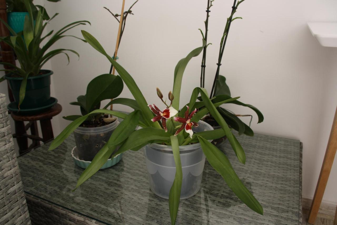 Апартаменти House Of Orchids With Patio Віла-Реал-де-Санту-Антоніу Екстер'єр фото