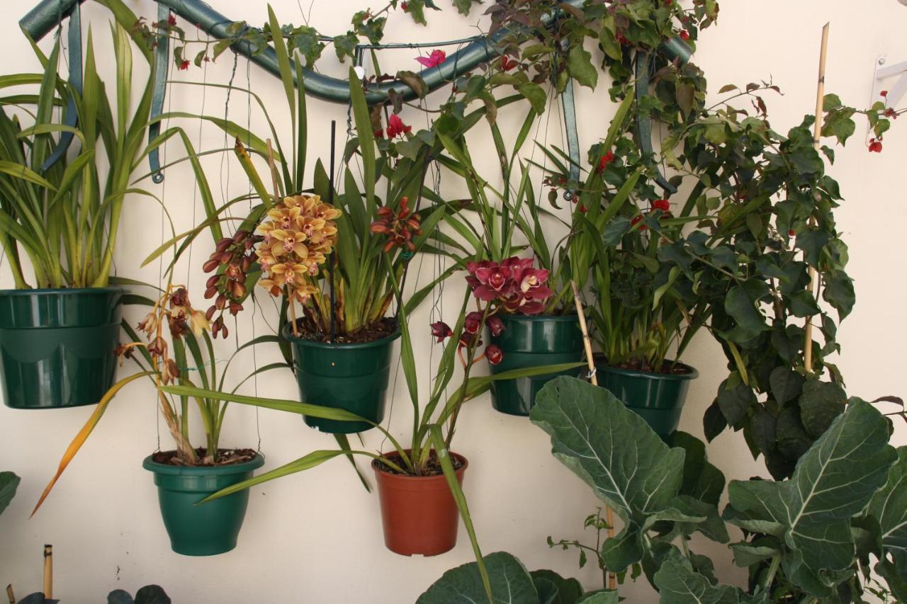 Апартаменти House Of Orchids With Patio Віла-Реал-де-Санту-Антоніу Екстер'єр фото